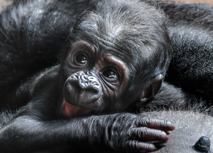 Mládě samice gorily nížinné Shindy je sameček.