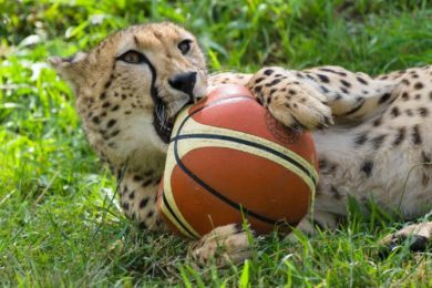 Každá z gepardích samiček si postupně „ulovila“ svůj míč.