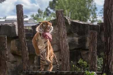 Samec velmi vzácného poddruhu tygra - tygra malajského - Johann při speciálním komentovaném krmení