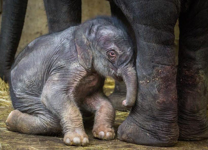 Jako každé novorozeně i sloní sameček často spí, nejčastěji vleže na boku.