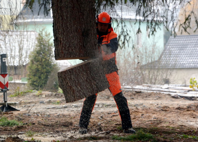 Mezi tradice trhů patřilo i to, že stromy kácel některý z vítězů dřevařských soutěží. Snímek  je z loňského roku.