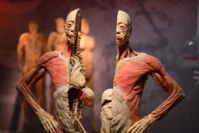 Kromě celotělových exponátů slibuje výstava také dalších 300 detailních exponátů jednotlivých orgánů a částí těla.