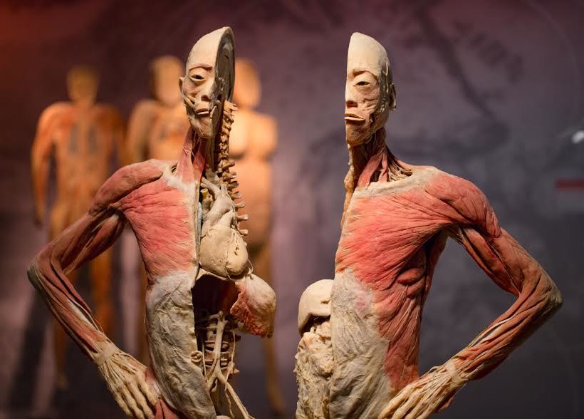 Kromě celotělových exponátů slibuje výstava také dalších 300 detailních exponátů jednotlivých orgánů a částí těla.