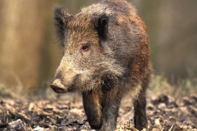 Divoká prasata jsou přemnožena zejména v lesoparku Čihadla a parku U Čeňku.