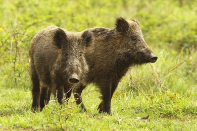 Divoká prasata jsou přemnožena nejen na Čihadlech