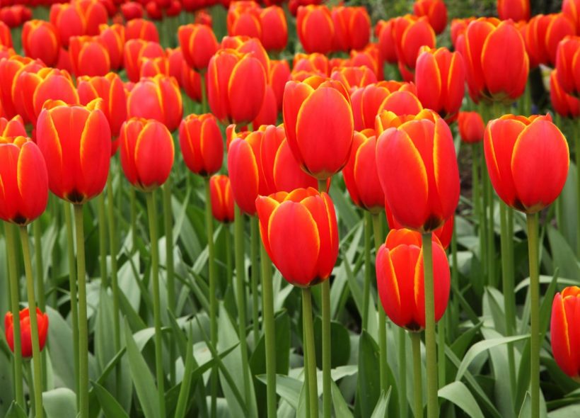 ilustrační foto - tulipán