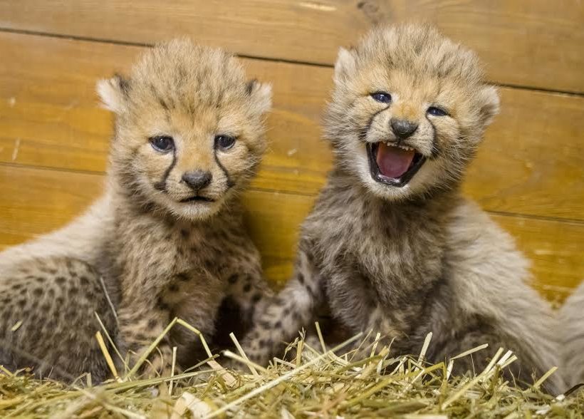 Dvě z mláďat gepardů narozených v pražské zoo.