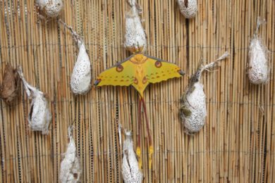 Motýl Argema mittrei a jeho kokony v Botanické zahradě Praha