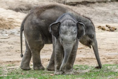 Sobota bude patřit v Zoo Praha slonům, kteří mají Světový den. Těší se na něj i dvě slůňata.