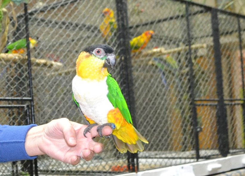 Jeden z ochočených papoušků.