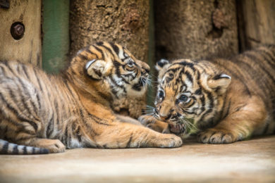 Od čtvrtka budou moci návštěvníci v Zoo Praha vidět dvě mláďata tygra malajského.