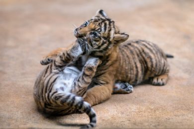 Vzácná mláďata tygra malajského dostanou v neděli v pražské zoo jména od kmotrů ze skupiny Laura a její tygři.