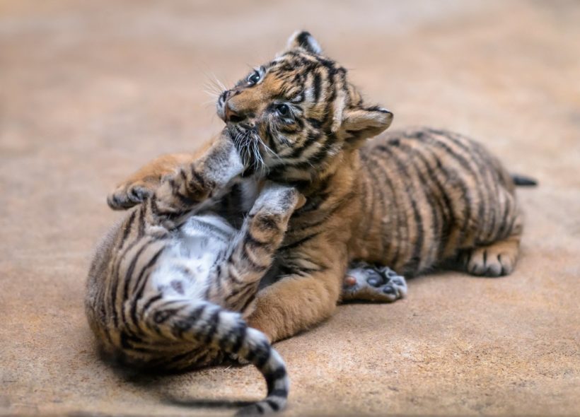 Vzácná mláďata tygra malajského dostanou v neděli v pražské zoo jména od kmotrů ze skupiny Laura a její tygři.