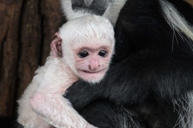 Mládě guerézy pláštíkové mohou vidět návštěvníci pražské zoo na Opičích ostrovech.