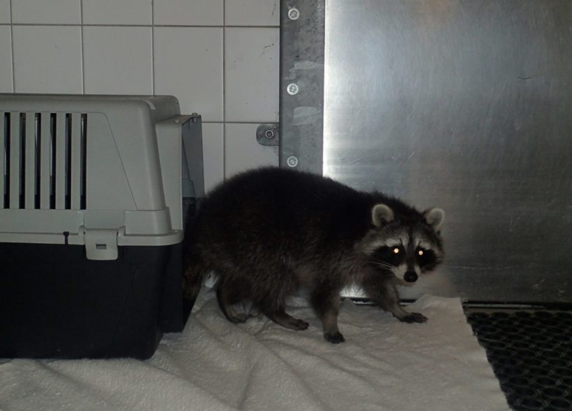 Mýval útěkář