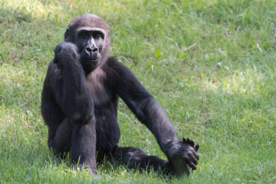 Jedním z nedělních oslavenců v Zoo Praha bude pětiletý samec gorily nížinné Nuru.