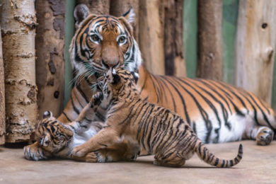 V pražské zoo byla dnes pokřtěna mláďata tygra malajského. Dostala jména Bulan a Wanita.