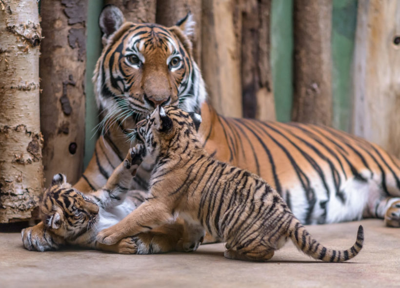 V pražské zoo byla dnes pokřtěna mláďata tygra malajského. Dostala jména Bulan a Wanita.