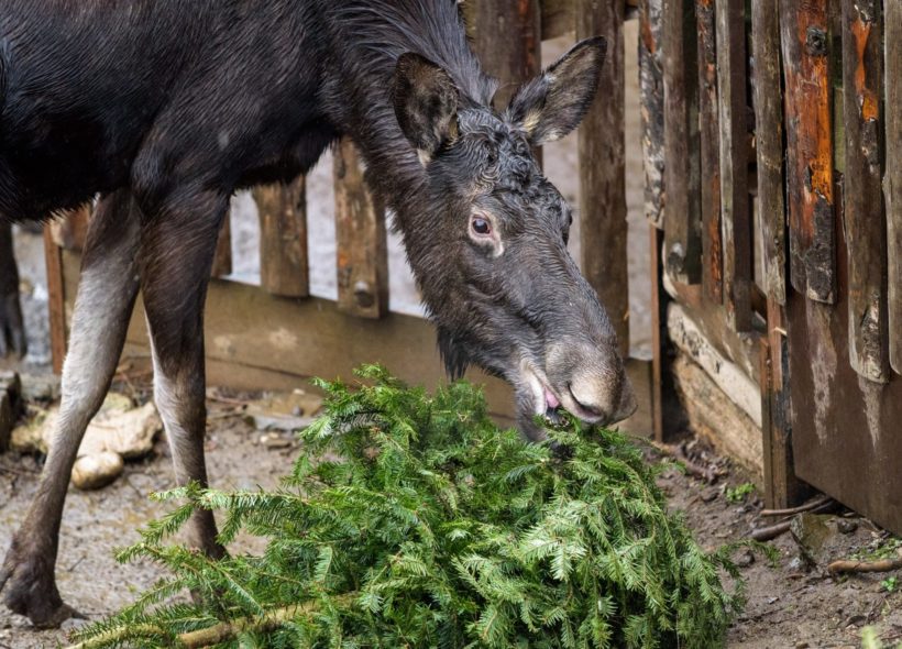 Speciální krmení losů probíhá v 11.30.