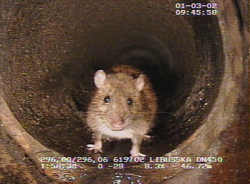 Deratizace přispívá k početní redukci potkanů.