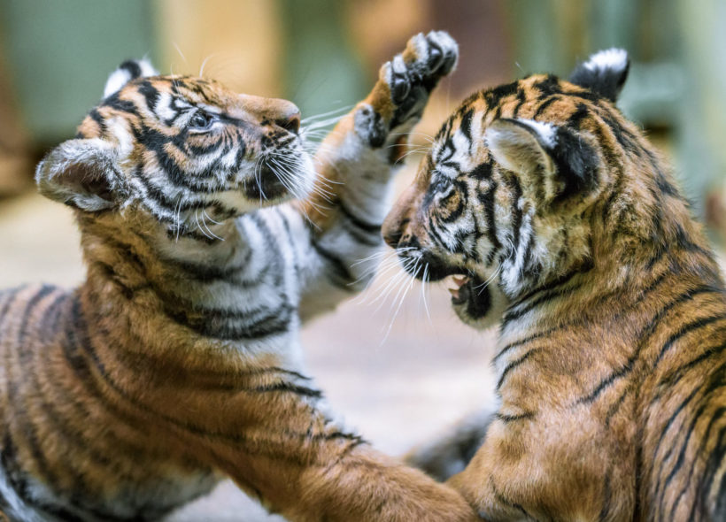 Hry malajských tygřat ze Zoo Praha začínají nabývat na razanci.