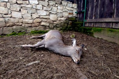Za neukázněnost návštěvníků zookoutku v Malé Chuchli zaplatila dvě zvířata životem