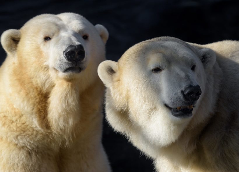 Lední medvědi oslaví svůj Mezinárodní den v Zoo Praha v sobotu 24. února.