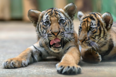 Mláďatům tygra malajského v Zoo Praha bude v neděli předáno pět olympijských kruhů.