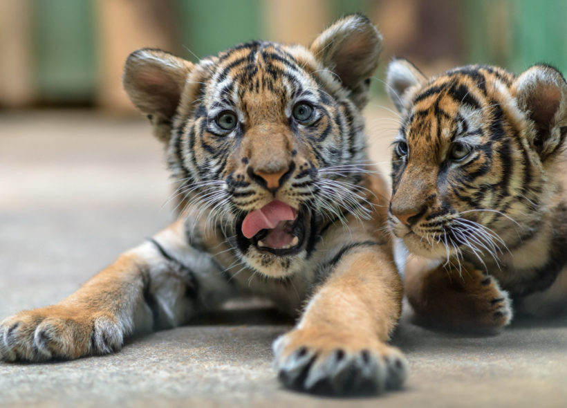 Mláďatům tygra malajského v Zoo Praha bude v neděli předáno pět olympijských kruhů.