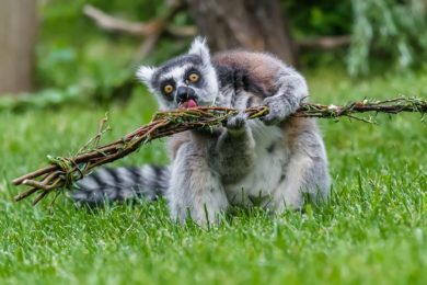 Tradičně dostávají v období Velikonoc svou pomlázku například lemuři. Lemur kata si rád pochutnává na pomlázce s mladými lístky.