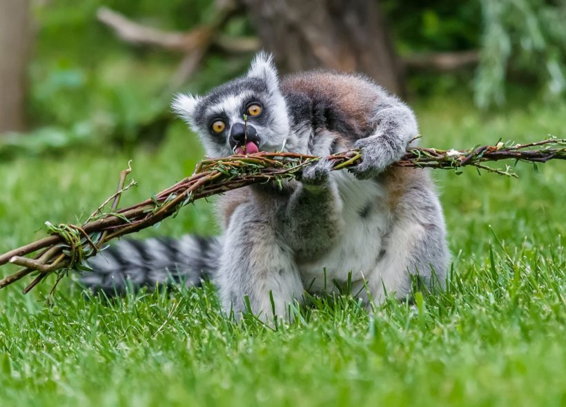 Tradičně dostávají v období Velikonoc svou pomlázku například lemuři. Lemur kata si rád pochutnává na pomlázce s mladými lístky.