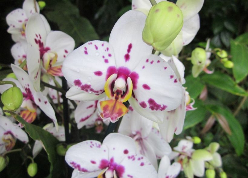 Čtenářská pozvánka na výstavu orchidejí