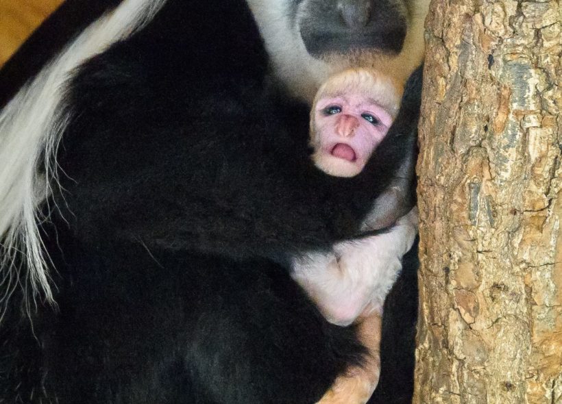 Návštěvníci se na něj mohou přijít podívat do dolní části zoo, kde guerézy obývají jeden z Opičích ostrovů.
