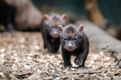 V Zoo Praha jsou k vidění další mimořádná mláďata. Štěňata psů pralesních se narodila 7. dubna.