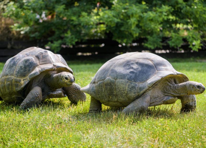 Venkovní výběh poskytuje přátelsky založeným želvám i zábavu.