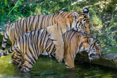 Ani vysoké letní teploty nebrání dvojčatům tygra malajského Bulanovi s Wanitou v jejich venkovních hrátkách.