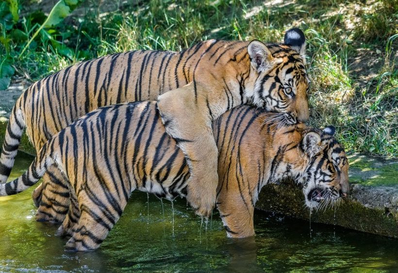 Ani vysoké letní teploty nebrání dvojčatům tygra malajského Bulanovi s Wanitou v jejich venkovních hrátkách.