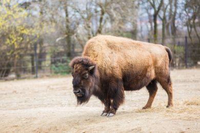 Prázdniny začínají v Zoo Praha indiánským létem u bizonů a dalších severoamerických zvířat. Foto: Václav Šilha, Zoo Praha