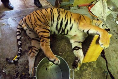 Hasiči pomáhali policistům naložit čerstvě zastřeleného tygra. Vážil kolem 250 kilogramů. Zdroj Celmí Správa a Policie ČR Liberec
