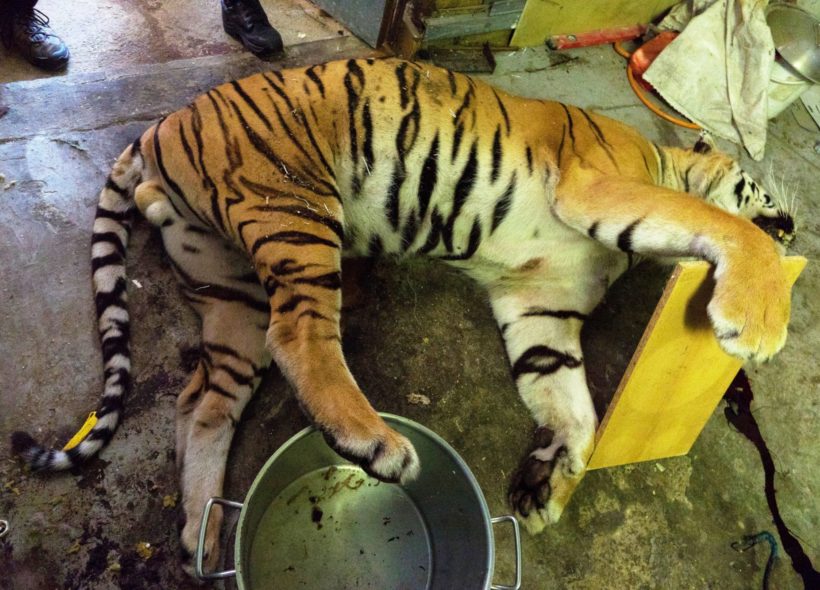 Hasiči pomáhali policistům naložit čerstvě zastřeleného tygra. Vážil kolem 250 kilogramů. Zdroj Celmí Správa a Policie ČR Liberec