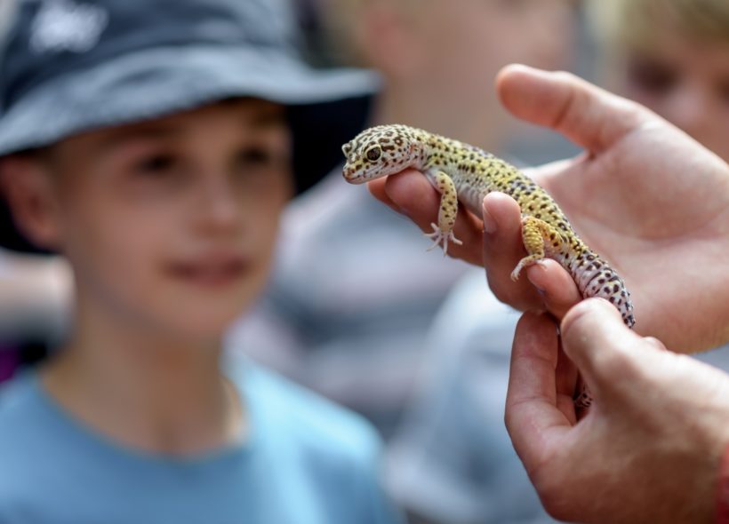 Přijďte navštívit zoo a dozvíte se o hmyzožravcích mnohé
