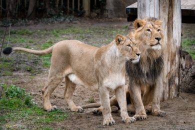 Čistokrevní lvi indičtí Jamvan a samice Ginni  v pražské zoo. Společně se samicí Suchi přicestovali do Prahy z Indie na podzim roku 2015 j