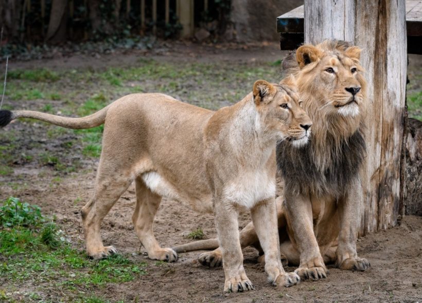 Čistokrevní lvi indičtí Jamvan a samice Ginni  v pražské zoo. Společně se samicí Suchi přicestovali do Prahy z Indie na podzim roku 2015 j