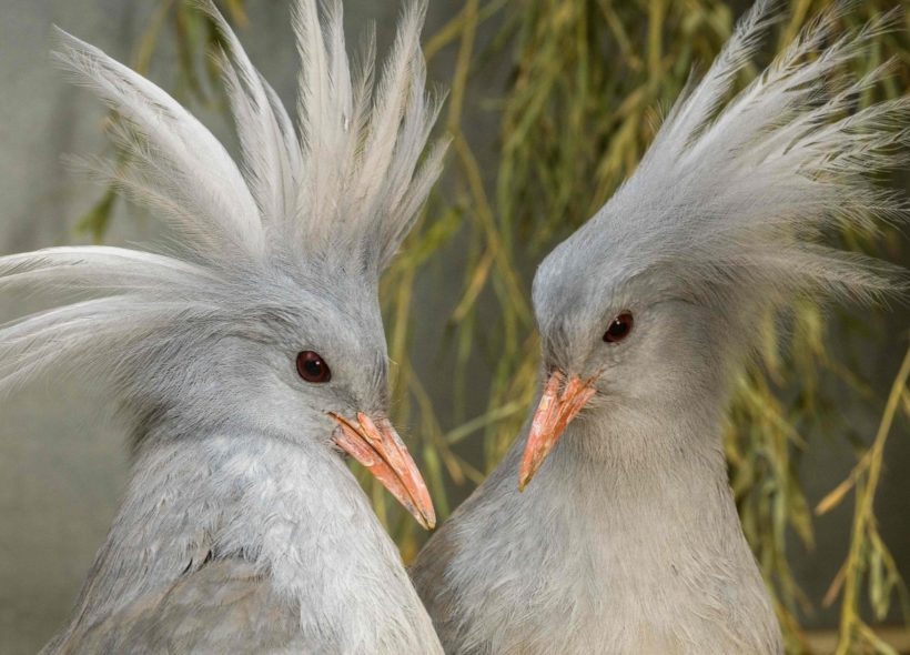 Kagu chocholatý, novinka 2019 v Zoo Praha