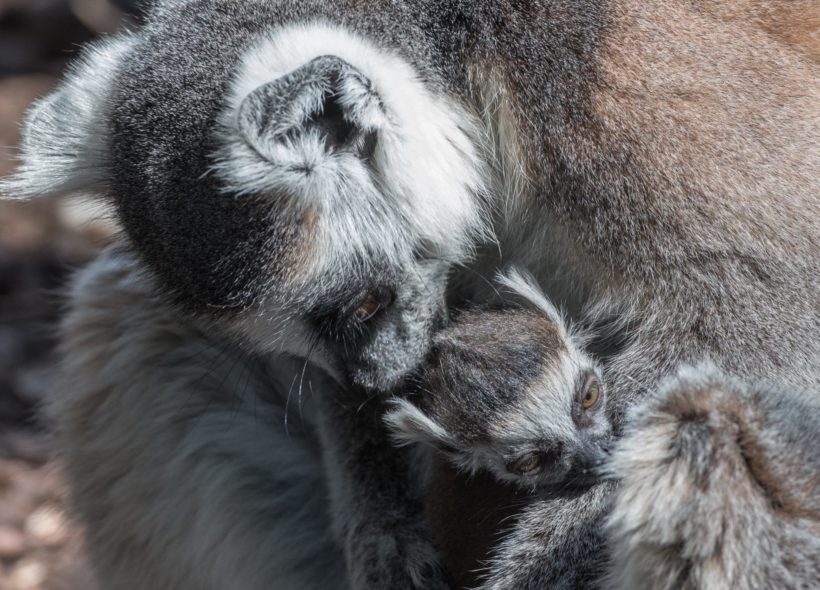 Tento snímek mláděte lemura kata vznikl krátce po porodu. Matka mládě řádně očistila a začala kojit.