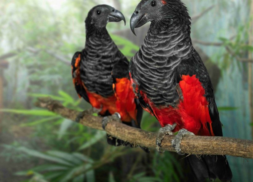Hravý, zvídavý a inteligentní nestor kea je jediným skutečně vysokohorským papouškem světa. Obývá novozélandské Jižní Alpy a mnoho času tráví na zemi, kde i hnízdí. Na rozdíl od většiny jiných papoušk