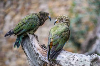 Ad Rákosův pavilon: na snímku jediný vysokohorský papoušek na světě nestor Kea ve venkovní expozici Nový Zéland.