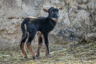Beránek ovce kamerunské se narodil nad ránem 1. ledna 2020, matka ho ihned pečlivě olízala. Na snímku je ještě patrný zbytek pupeční šňůry.