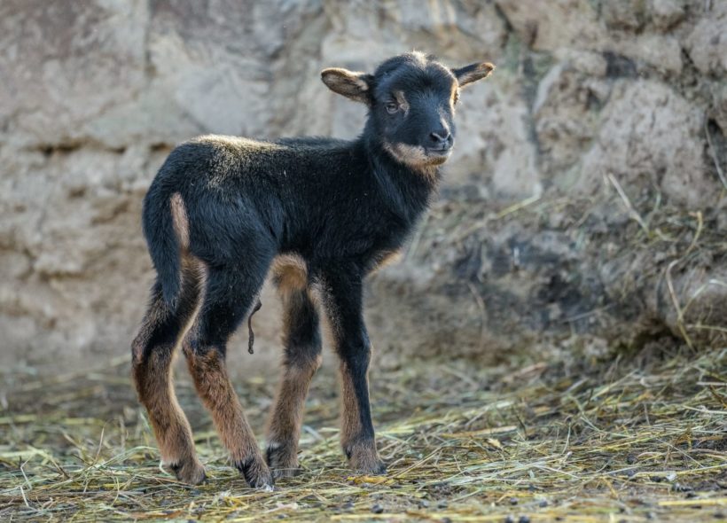Beránek ovce kamerunské se narodil nad ránem 1. ledna 2020, matka ho ihned pečlivě olízala. Na snímku je ještě patrný zbytek pupeční šňůry.