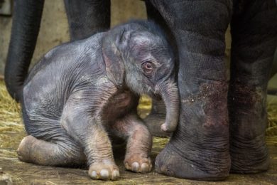 Totoje jeden ze slonů narozených před čtyřmi lety. Dnes váží tunu. Foto ZOO Praha, které